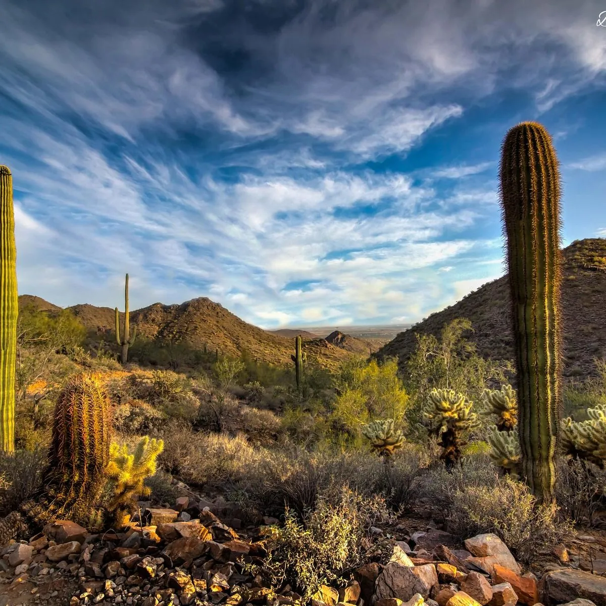 Visit the McDowell Sonoran Preserve