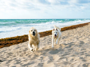 Dog-Friendly Beaches in Florida