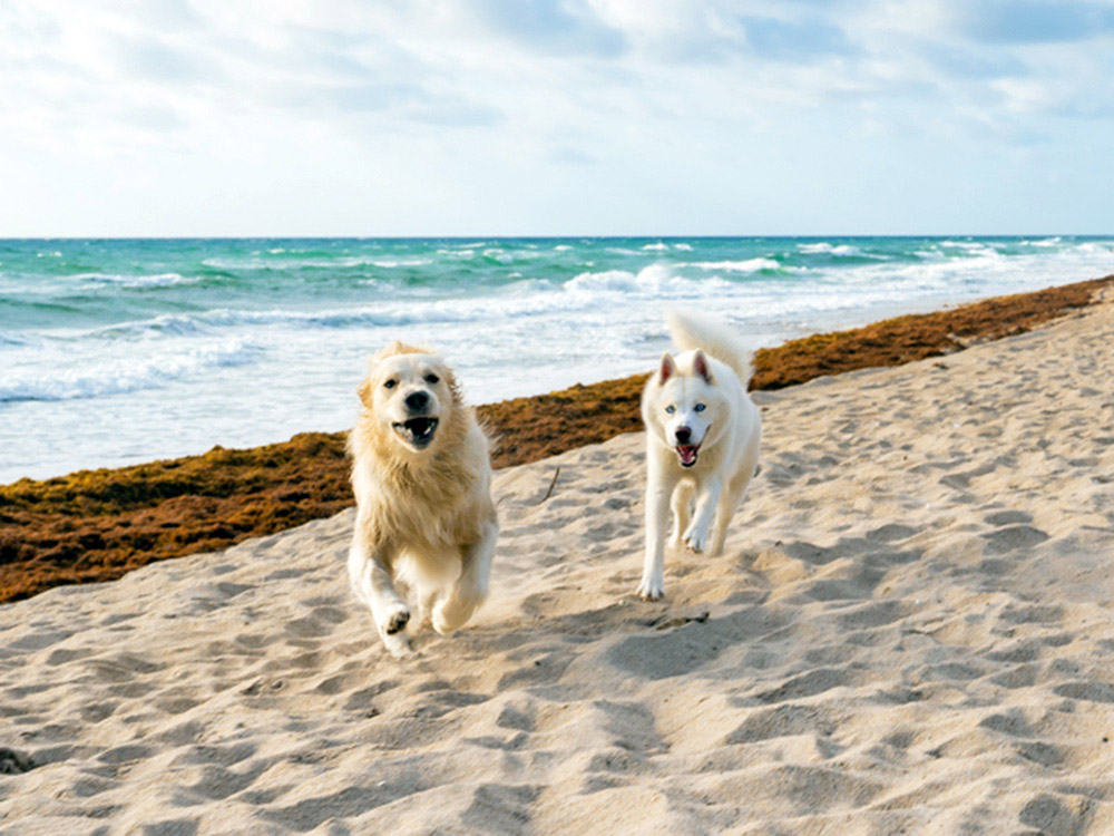 33 Dog-Friendly Beaches in Florida: A Guide to Canine Paradise Dog-Friendly Beaches in Florida