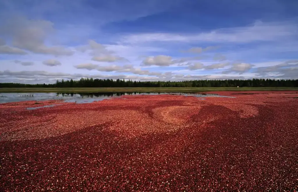 Traverse The Cranberry Highway